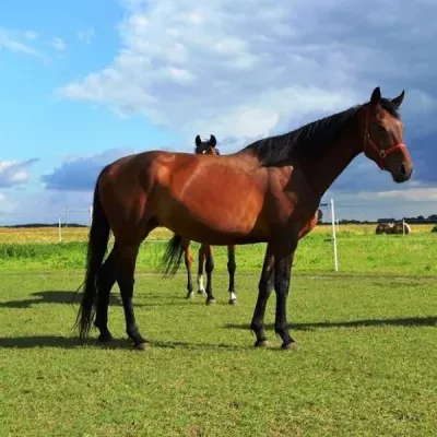 nauka-jazdy-konnej-agroturystyka-1